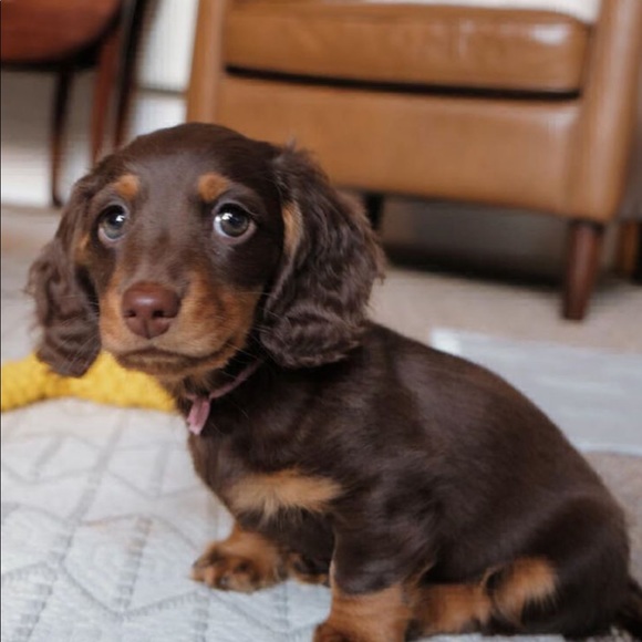 Meet your Posher, Victoria - Picture 1 of 1